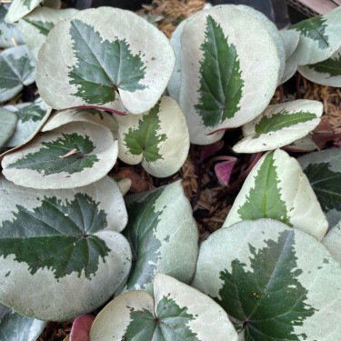 Cyclamen coum -Xmas Tree Pink-