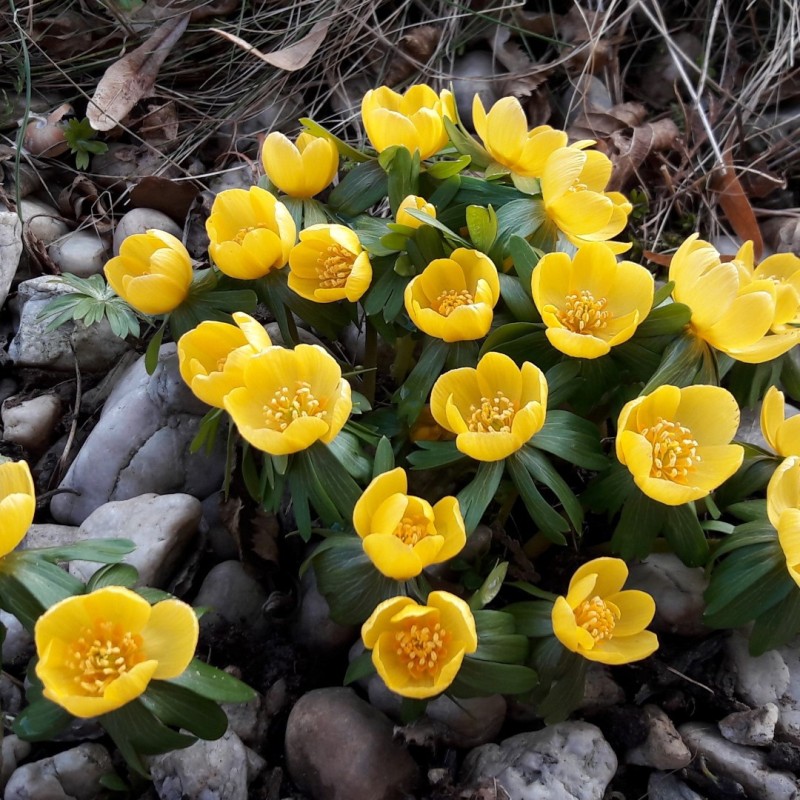 Eranthis hyemalis 'Orange Glow'