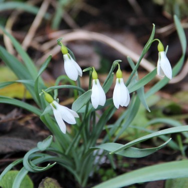 Galanthus gracilis