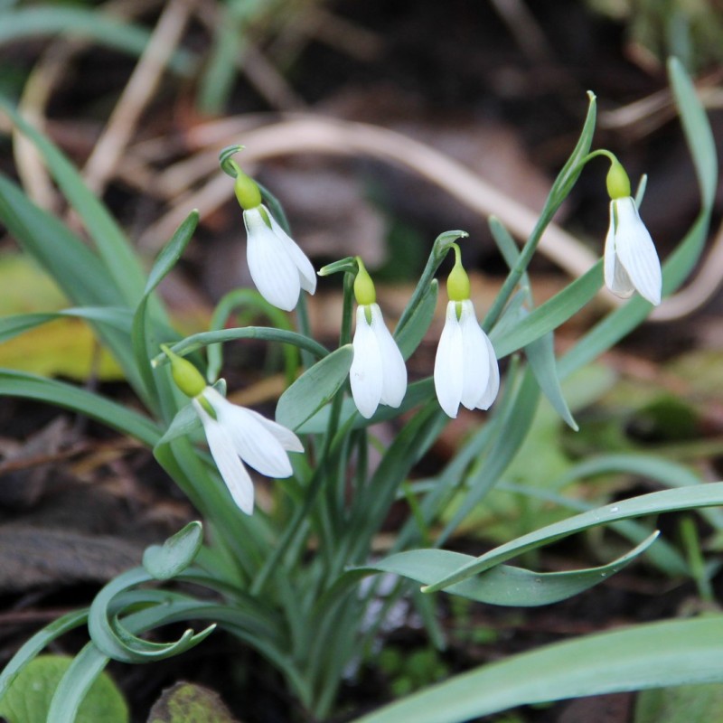 Galanthus gracilis