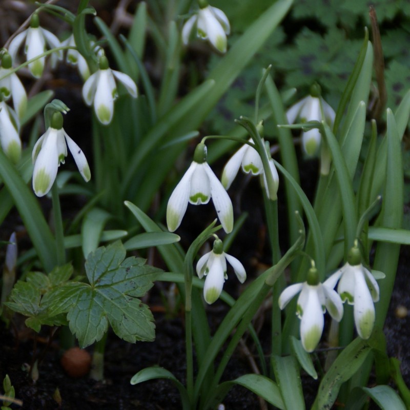 Galanthus 'Viridapice'