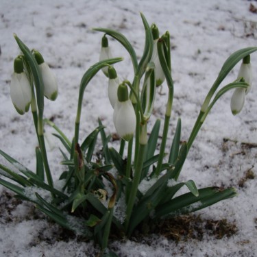 Galanthus 'Viridapice'