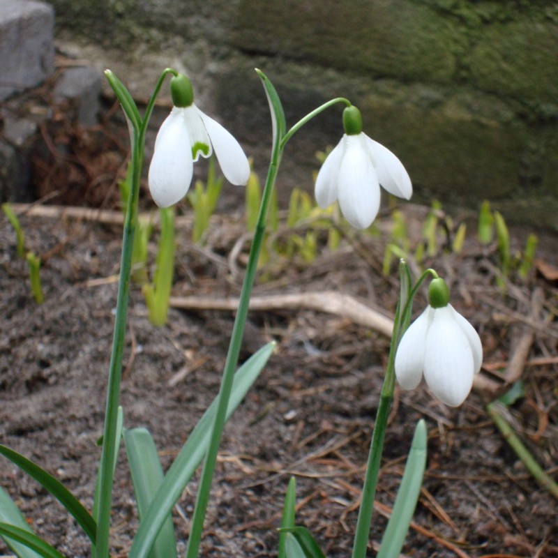 Galanthus plicatus