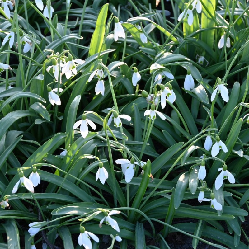 Galanthus plicatus