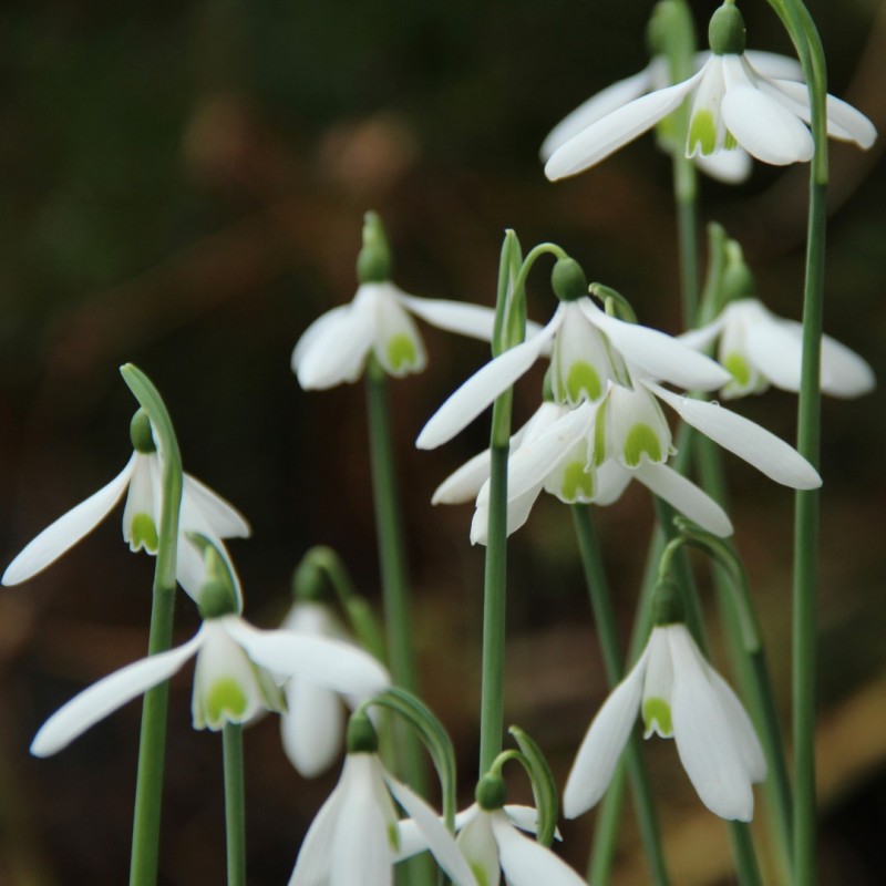 Galanthus reginae-olgae