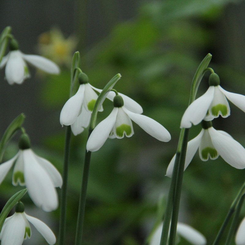 Galanthus reginae-olgae 'Camebridge'