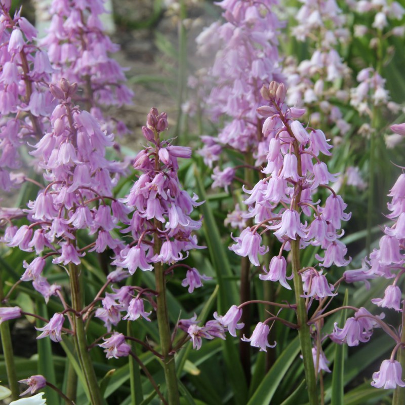 Hyacinthoides hispanica -roze-
