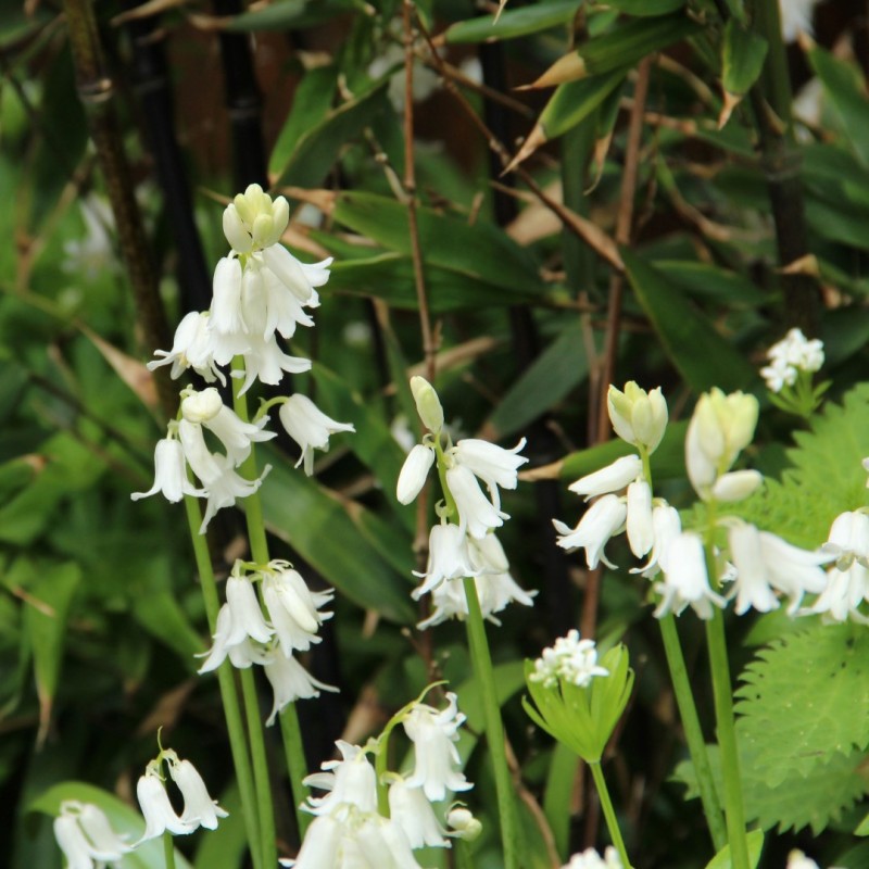 Hyacinthoides non-scripta 'Alba'