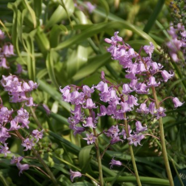 Hyacinthoides non-scripta 'Rosea'