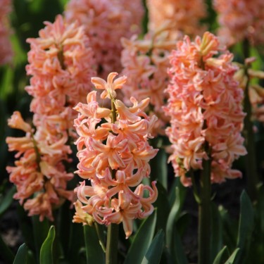 Hyacinthus orientalis 'Gipsy Queen'