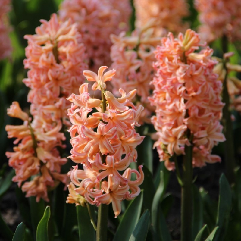 Hyacinthus orientalis 'Gipsy Queen'