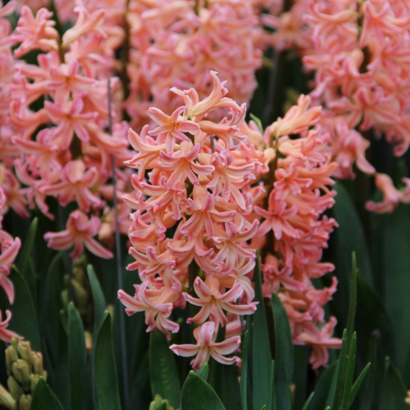 Hyacinthus orientalis 'Gipsy Queen'