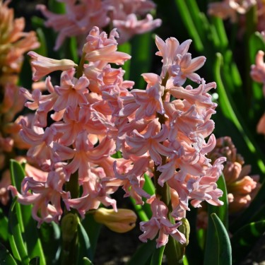 Hyacinthus orientalis 'Gipsy Queen'
