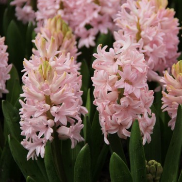 Hyacinthus orientalis 'Pink Elephant'