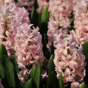 Hyacinthus orientalis 'Pink Elephant'