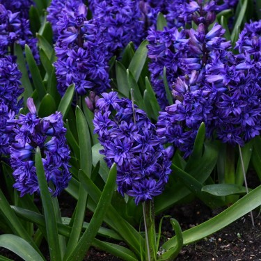 Hyacinthus orientalis 'Royal Navy'