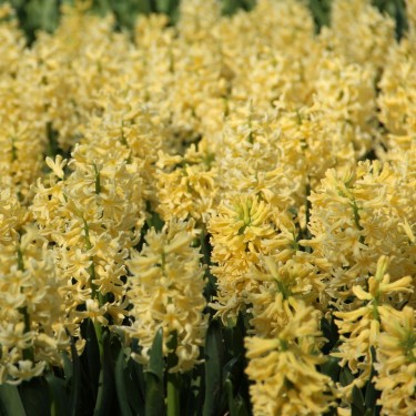 Hyacinthus orientalis 'Yellow Queen'