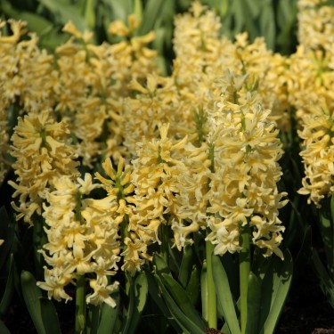 Hyacinthus orientalis 'Yellow Queen'