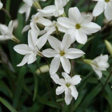 Ipheion uniflorum 'Alberto Castillo'