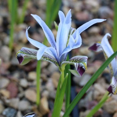 Iris avromanica