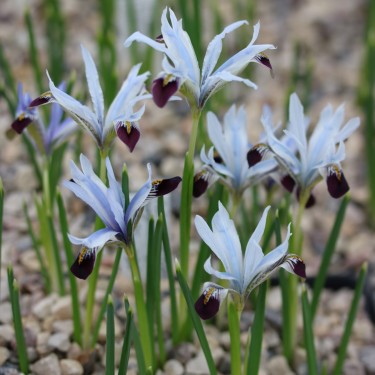 Iris avromanica