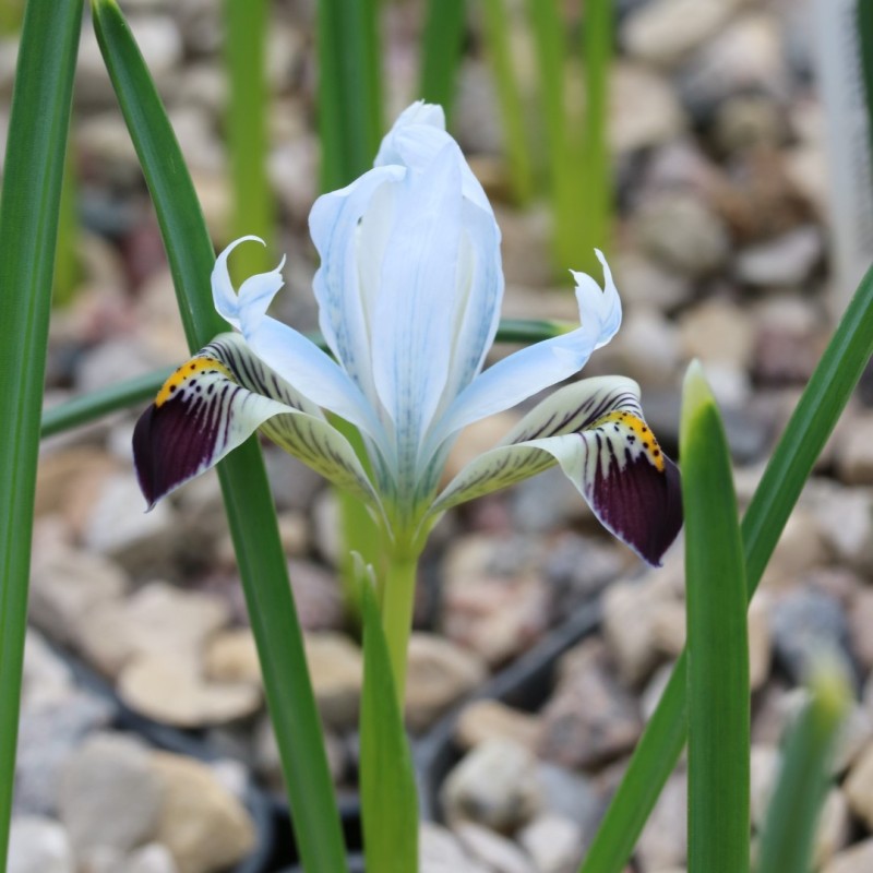 Iris avromanica