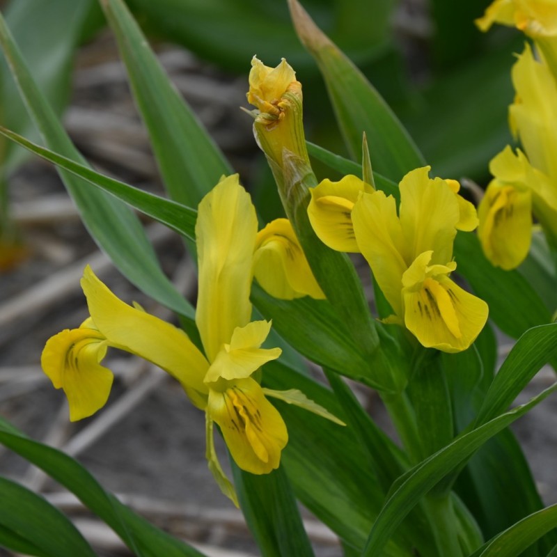 Iris bucharica 'Top Gold'