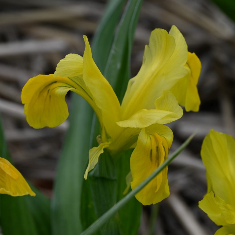 Iris bucharica 'Top Gold'