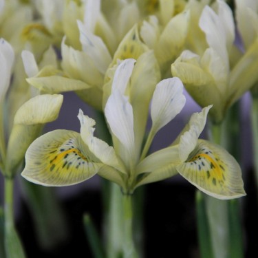 Iris 'Katharines Gold'
