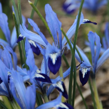 Iris reticulata 'Clairette'