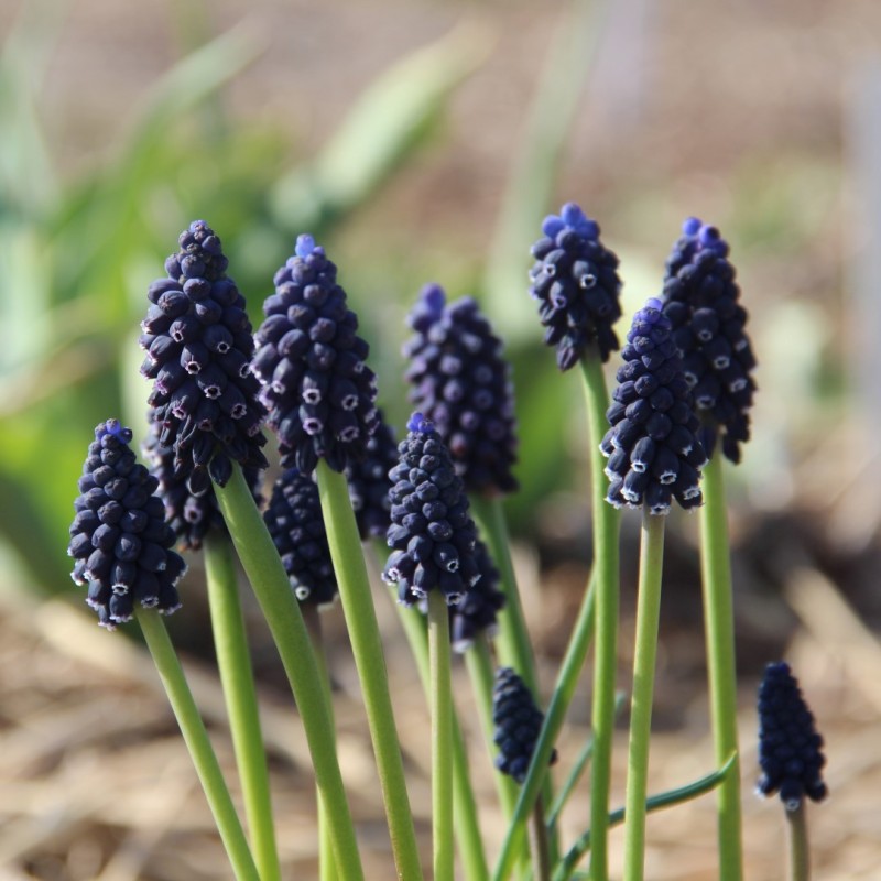 Muscari neglectum