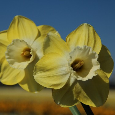 Narcissus 'Avalon'