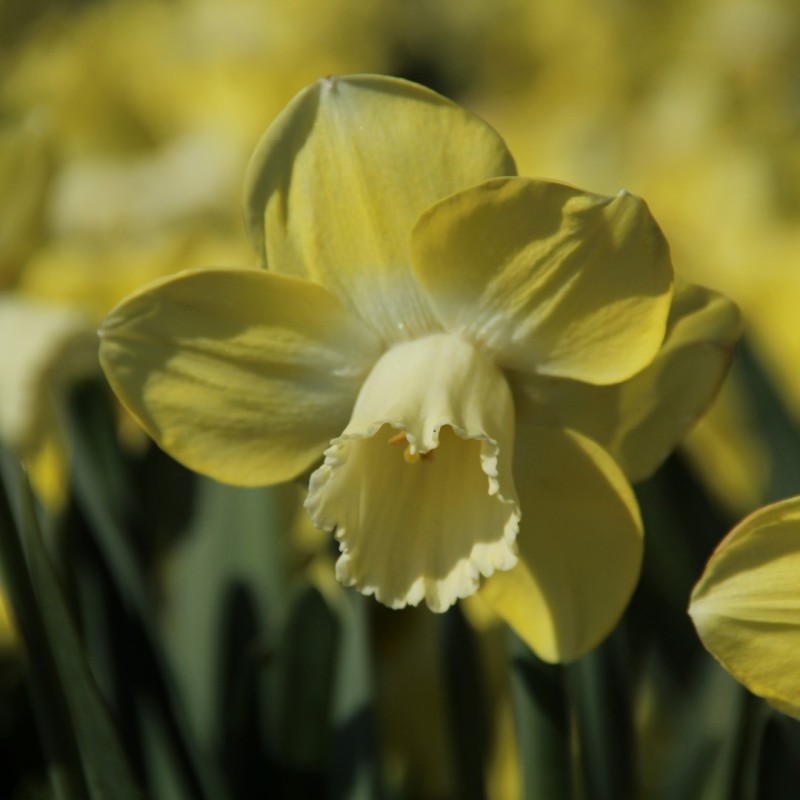 Narcissus 'Avalon'