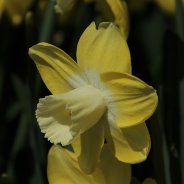 Narcissus 'Avalon'