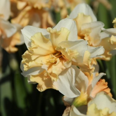Narcissus 'Casanova'