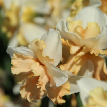 Narcissus 'Casanova'