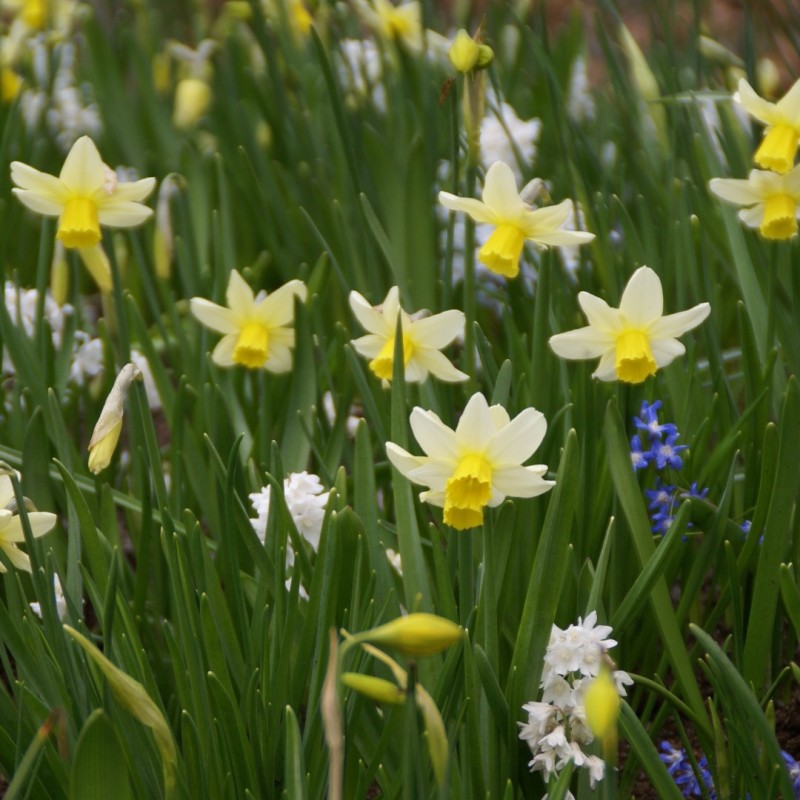 Narcissus 'Jack Snipe'
