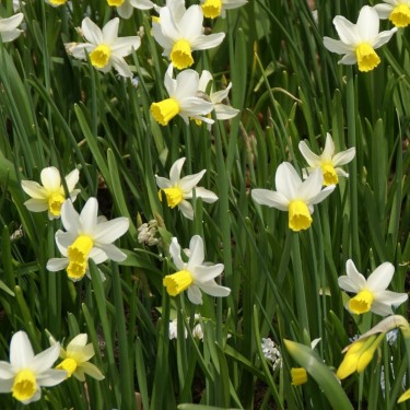 Narcissus 'Jack Snipe'