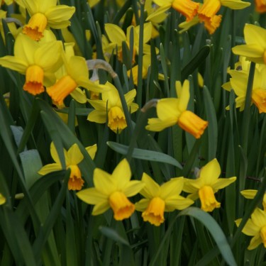 Narcissus 'Jetfire'