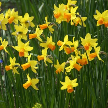 Narcissus 'Jetfire'
