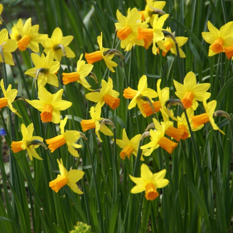 Narcissus 'Jetfire'