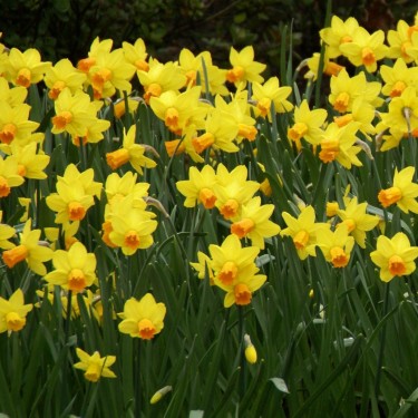 Narcissus 'Jetfire'