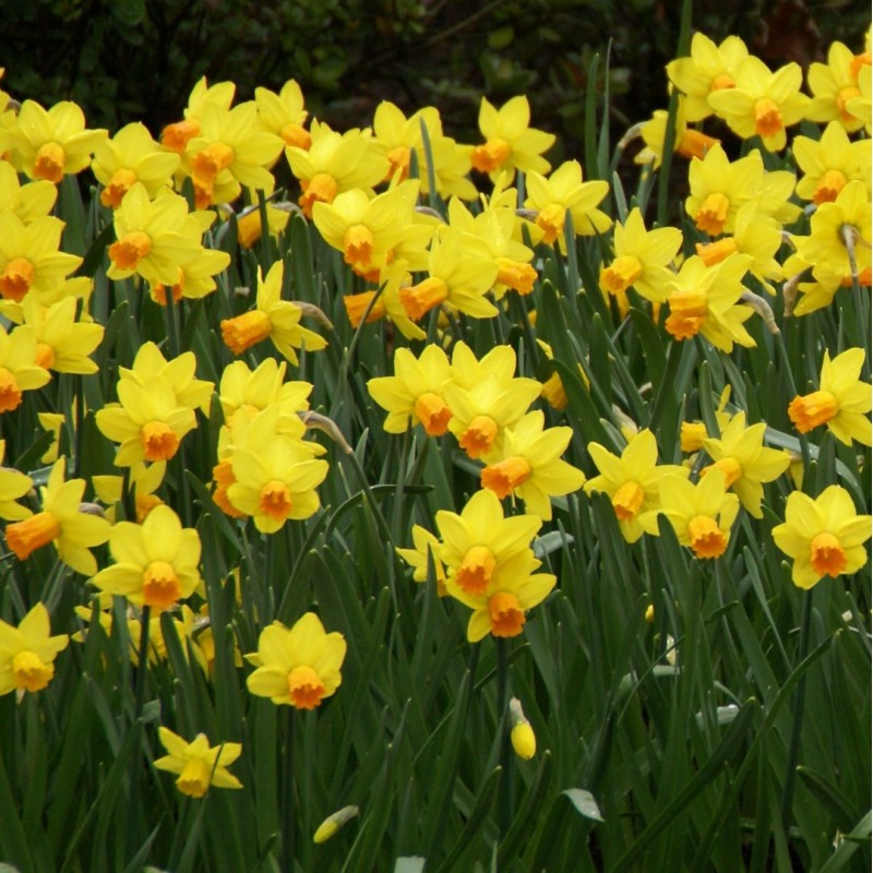 Narcissus 'Jetfire'