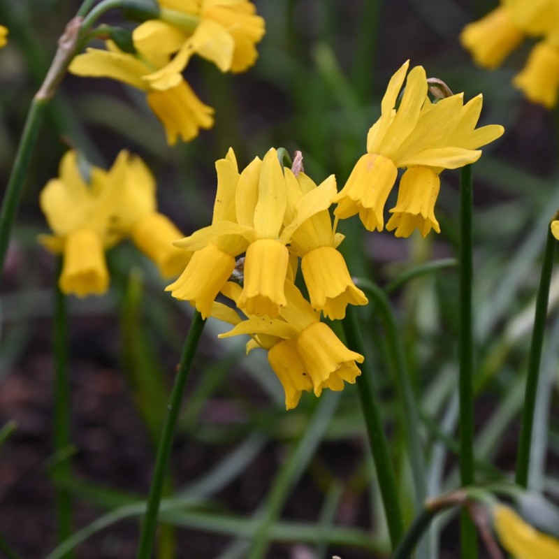 Narcissus 'Little Emma'