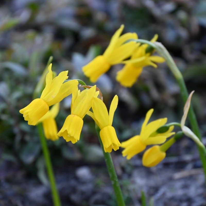 Narcissus 'Little Emma'