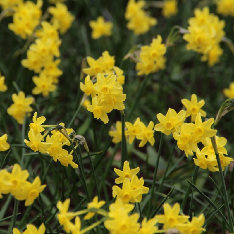 Narcissus 'Sabrosa'