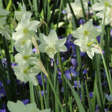 Narcissus 'Tresamble' 