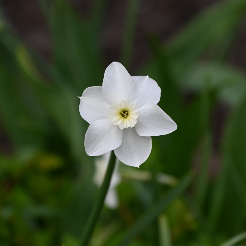 Narcissus 'Xit'