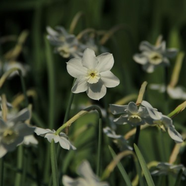 Narcissus 'Xit'