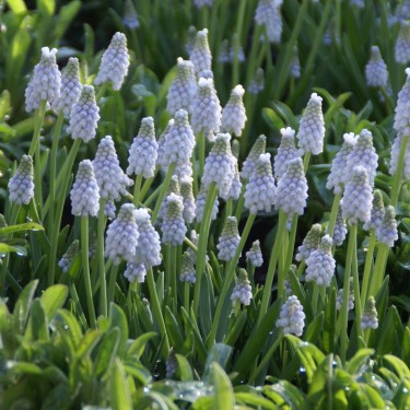 Muscari 'Peppermint'